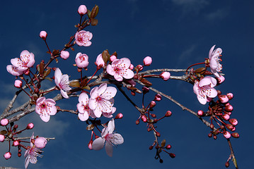 Image showing blossom cherry flowers