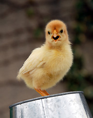 Image showing chick