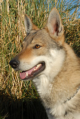 Image showing Czechoslovakian Wolfdog
