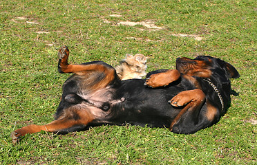 Image showing rottweiler and chihuahua