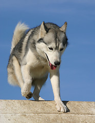 Image showing siberian husky