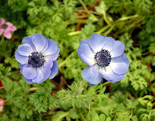 Image showing blue anemones