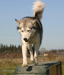 Image showing siberian husky