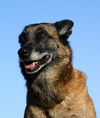 Image showing malinois