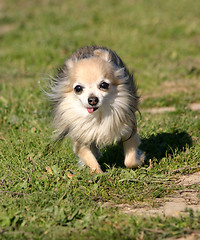 Image showing running  chihuahua