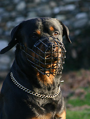 Image showing rottweiler and muzzle