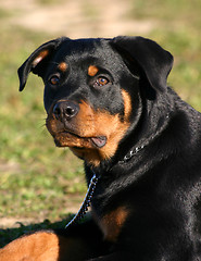 Image showing rottweiler