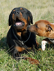 Image showing rottweiler et staffie