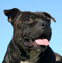 Image showing staffordshire bull terrier