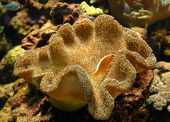 Image showing pink anemone fish