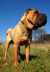 Image showing Shar Pei