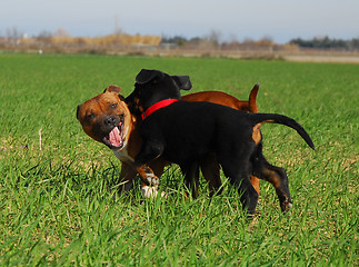 Image showing french shepherd and staffie