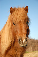 Image showing shetand pony