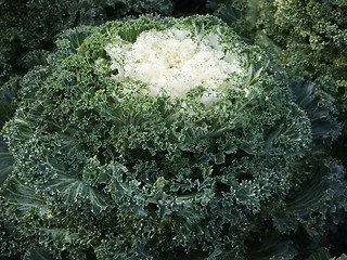 Image showing Cabbage