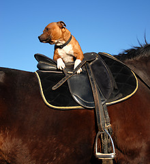 Image showing staffordshire bull terrier