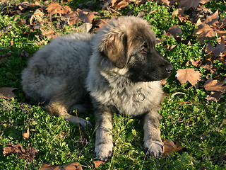 Image showing puppy Sarplaninac