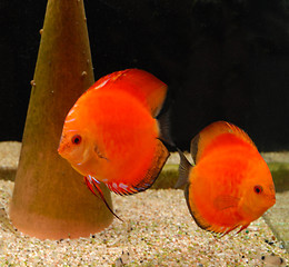 Image showing discus in aquarium