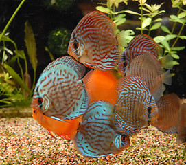 Image showing discus in aquarium