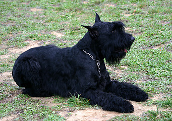 Image showing Riesenschnauzer