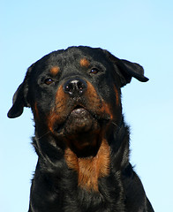 Image showing rottweiler