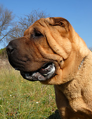 Image showing Shar Pei