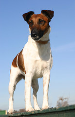 Image showing smooth fox terrier 