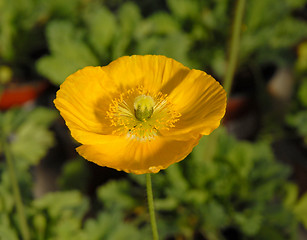 Image showing opium poppy