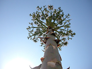 Image showing flower of Agave americana