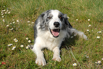 Image showing border collie