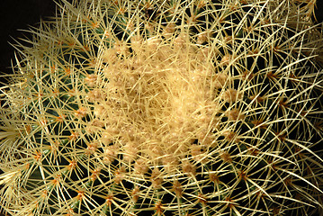 Image showing cactus spines