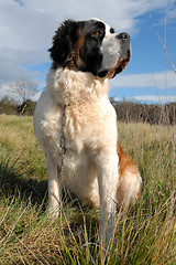 Image showing Saint Bernard