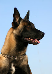 Image showing malinois