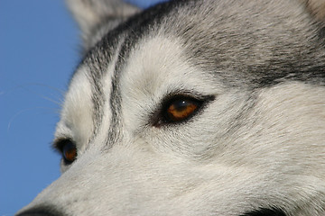 Image showing siberian husky