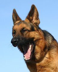 Image showing german shepherd