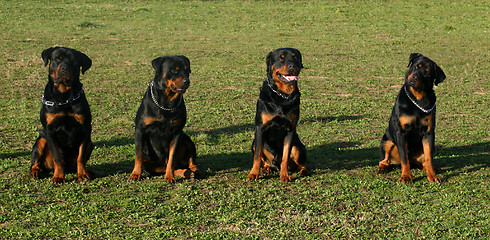 Image showing four rottweiler