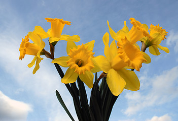 Image showing Daffodil