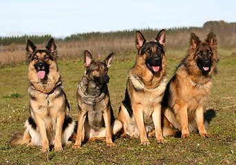 Image showing four german shepherds