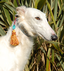 Image showing borzoi