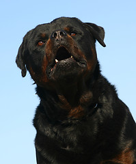 Image showing rottweiler