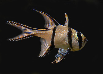 Image showing Banggai Cardinal Fish