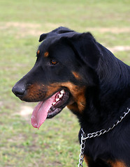 Image showing french shepherd