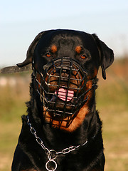 Image showing rottweiler and muzzle