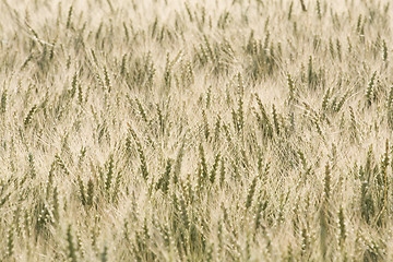 Image showing wheat field as a background