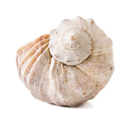 Image showing sea shells close up