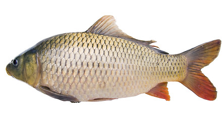 Image showing big fat carp  isolated on white background