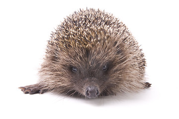 Image showing hedgehoge male adult isolated on white