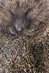 Image showing hedgehoge male adult close up