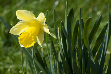 Image showing daffodil on green dackground