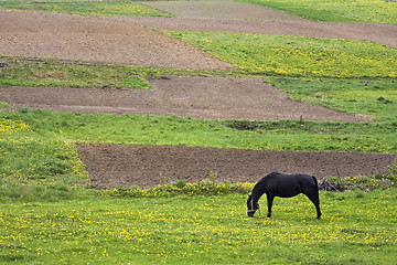 Image showing horse and fields