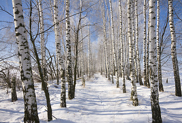 Image showing Frozen birch alley at winter adn deep blue sky